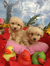 Sono - Malti-Poo - Cuccioli Meravigliosi
