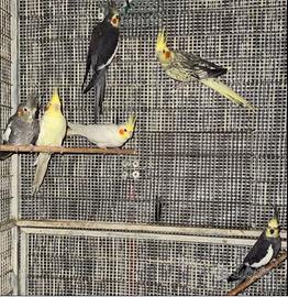 Calopsite uccelli pappagalli