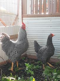 Galline amrok