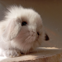 Conigli nani ariete varie colorazioni