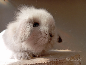 Conigli nani ariete varie colorazioni