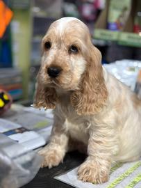 Cuccioli cocker spaniel con pedigree
