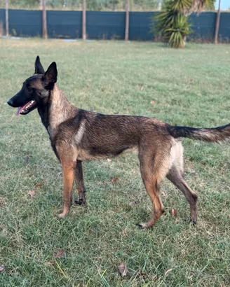 Pastore belga Malinois