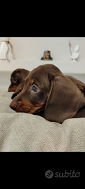 Cuccioli di bassotto cioccolato pedigree ENCI
