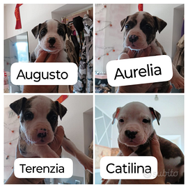 Cuccioli Amstaff