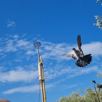 Piccioni addestrati cimbelli e volantini