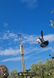 Piccioni addestrati cimbelli e volantini
