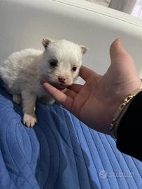 Teneri cuccioli di maltipoo toy da borsetta