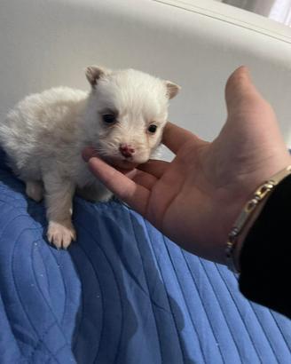 Teneri cuccioli di maltipoo toy da borsetta