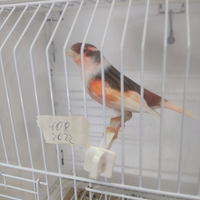 Uccelli