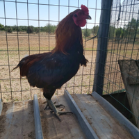 Gallo Araucana - già fecondo - Lecce