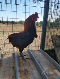 Gallo Araucana - già fecondo - Lecce