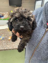 Barboncino