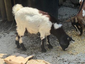Caprette tibetane