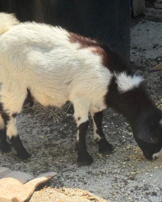 Caprette tibetane