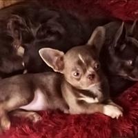 Cucciola Chihuahua pelo corto