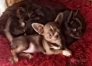 Cucciola Chihuahua pelo corto