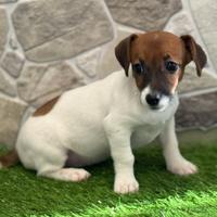 Jack Russell