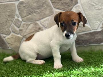 Jack Russell
