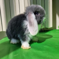 Coniglietti nani ariete/mini lop