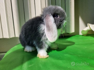 Coniglietti nani ariete/mini lop