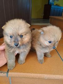 Volpino di Pomerania