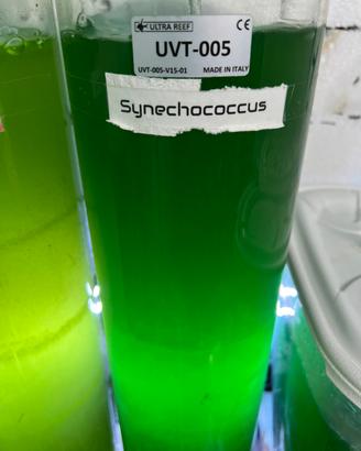 Fitoplancton per acquario marino