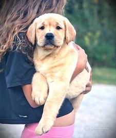 Cuccioli di Labrador-Pedigree Lastre e test