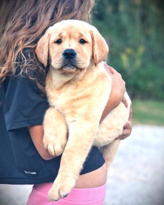 Cuccioli di Labrador-Pedigree Lastre e test