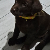 Cuccioli Labrador Chocolate Femmine