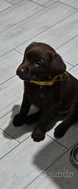 Cuccioli Labrador Chocolate Femmine