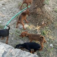 Pinscher nano