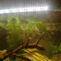 Pesci guppy molly platy a 1,5 euro l'uno