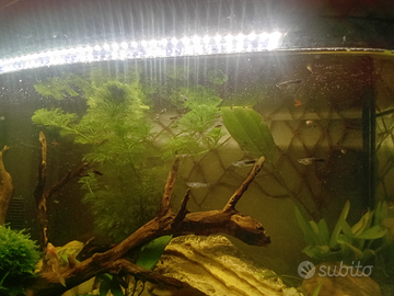 Pesci guppy molly platy a 1,5 euro l'uno