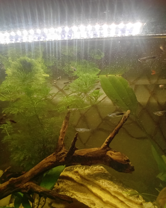 Pesci guppy molly platy a 1,5 euro l'uno
