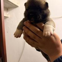 Disponibili a breve cuccioli di akita americano