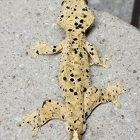 Ciliatus