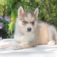 Husky disponibile