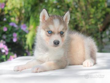 Husky disponibile