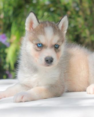 Husky disponibile