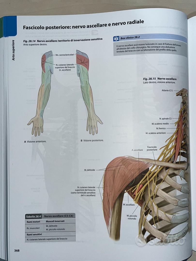 Prometheus - Atlante di Anatomia