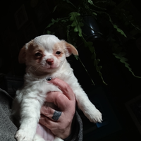 Cucciolo maschio Chihuahua pelo lungo