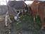 Immagine 5