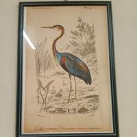 Stampa francese antica