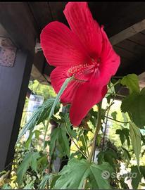 Pianta di Hibisco