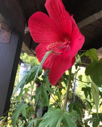 Pianta di Hibisco