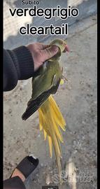 Parrocchetto dal collare cleartail