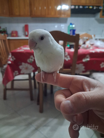 Pappagallo inseparabile allevato a mano