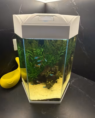 Acquario esagonale completo di pesci e arredi