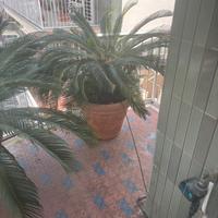 Cycas